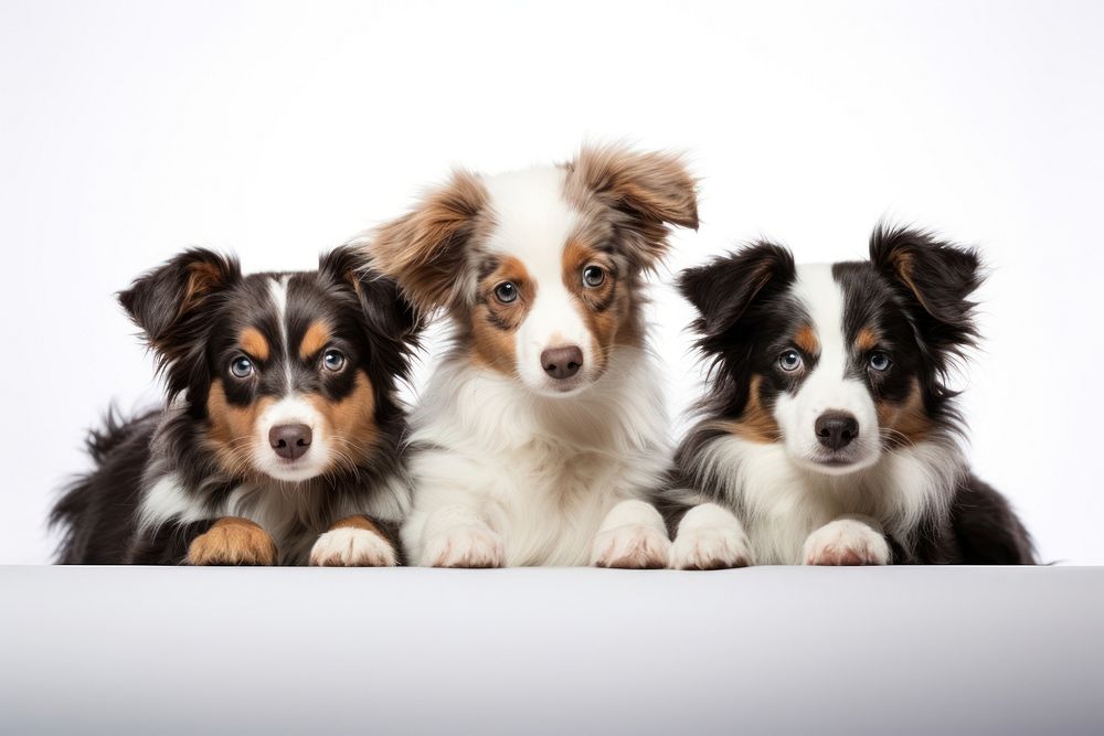 Dogs papillon mammal animal. AI generated Image by rawpixel.