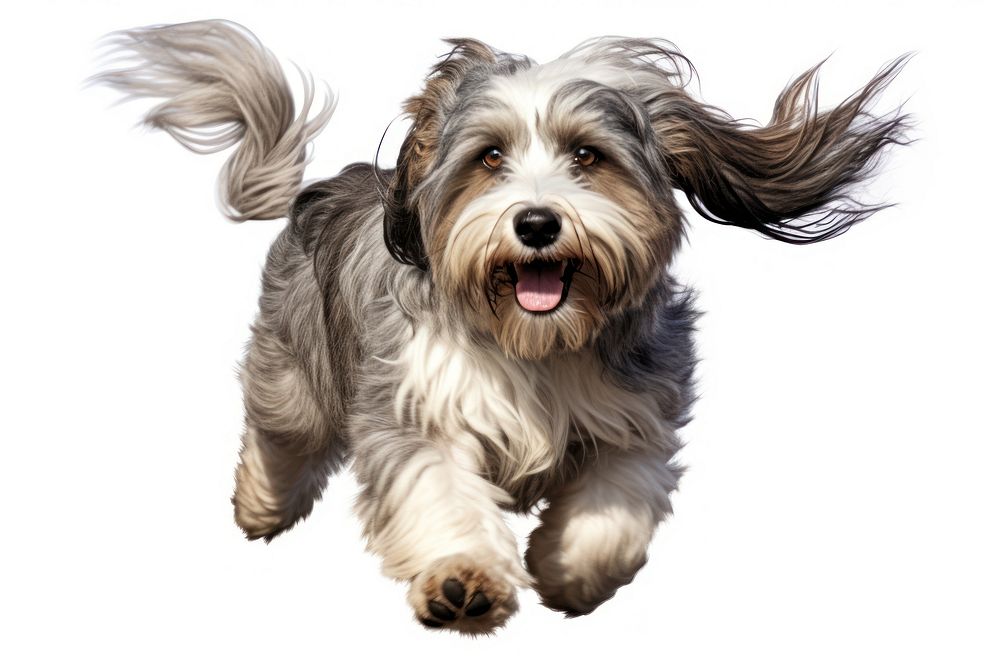 Terrier running mammal animal. AI generated Image by rawpixel.