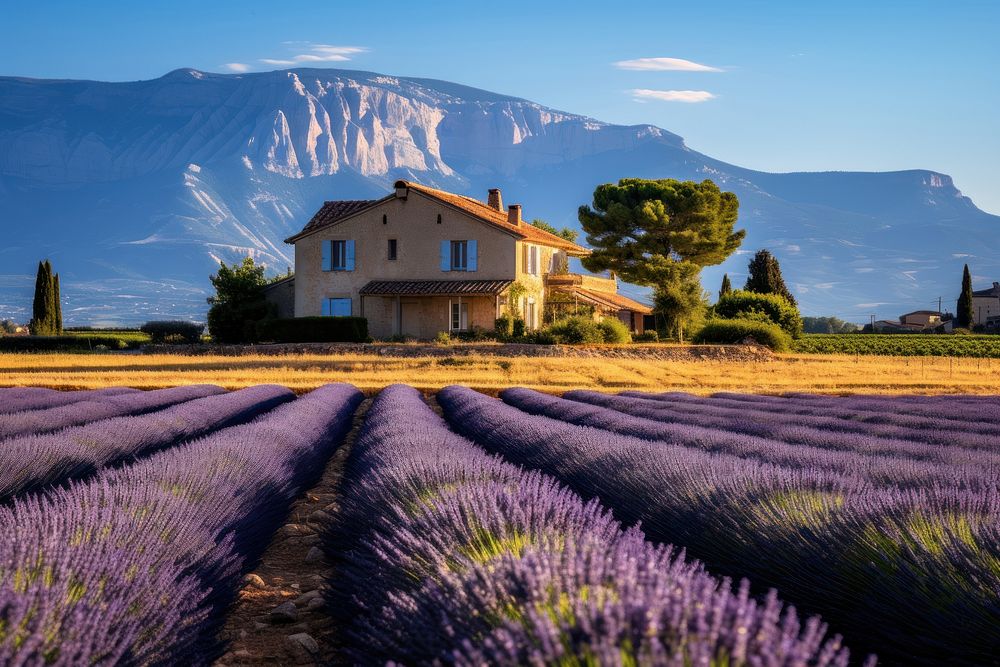 Landscape lavender flower field. 