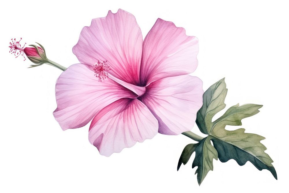 Flower hibiscus blossom plant. AI generated Image by rawpixel.
