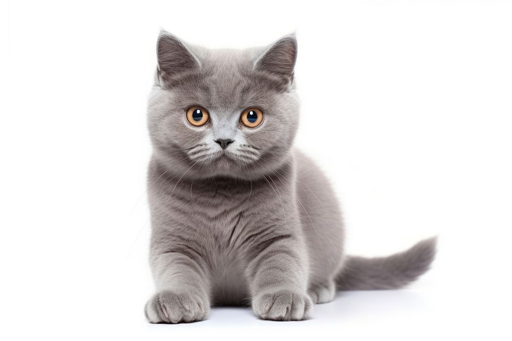 Blue gray british cat animal mammal kitten. AI generated Image by rawpixel.
