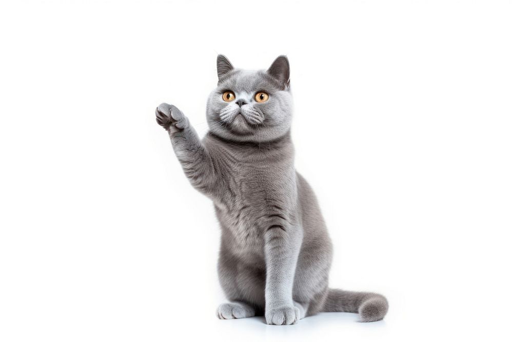 Blue gray british cat waves animal mammal kitten. AI generated Image by rawpixel.