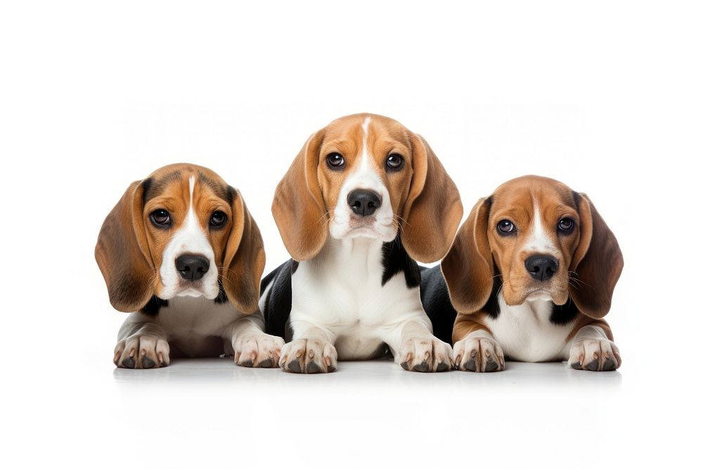 Dogs beagle animal mammal. AI generated Image by rawpixel.