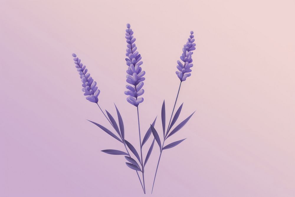 A lavender flower plant inflorescence. AI generated Image by rawpixel.