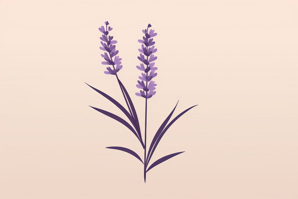 Lavender flower plant inflorescence. AI generated Image by rawpixel.