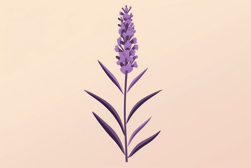 Lavender flower plant inflorescence. 