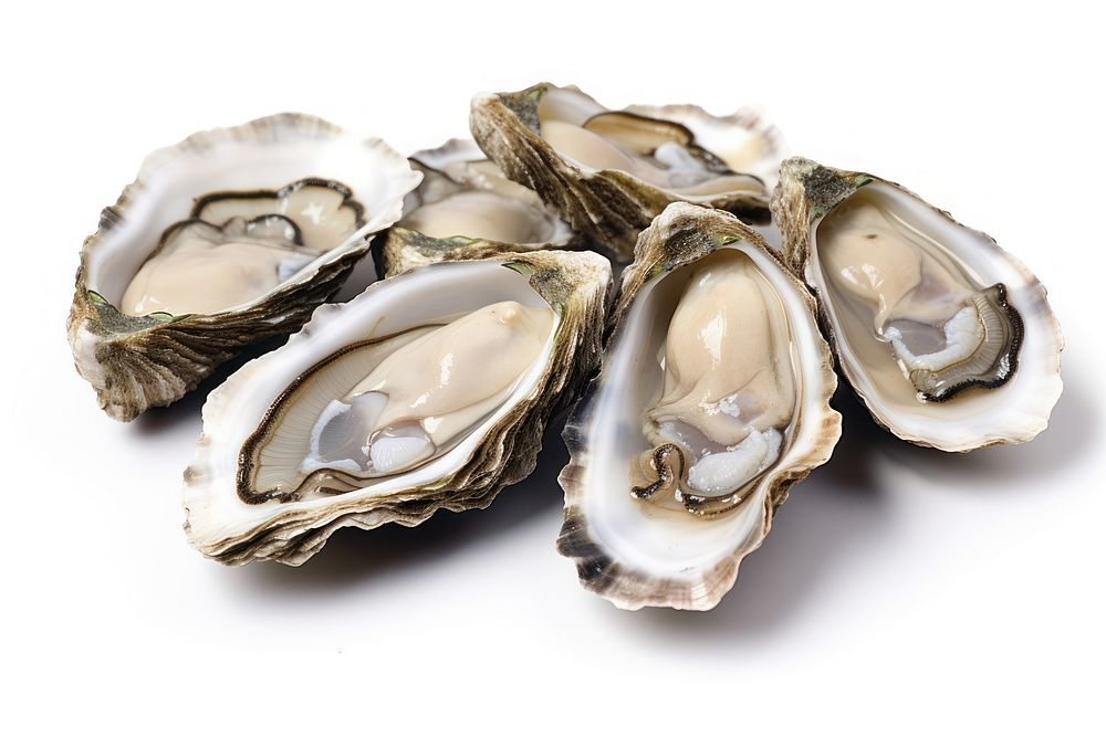 Oysters seafood clam white background. AI generated Image by rawpixel.