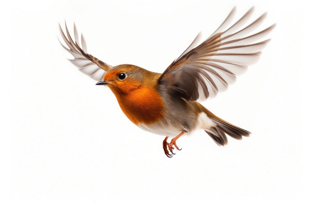 Robin bird animal flying beak. AI generated Image by rawpixel.