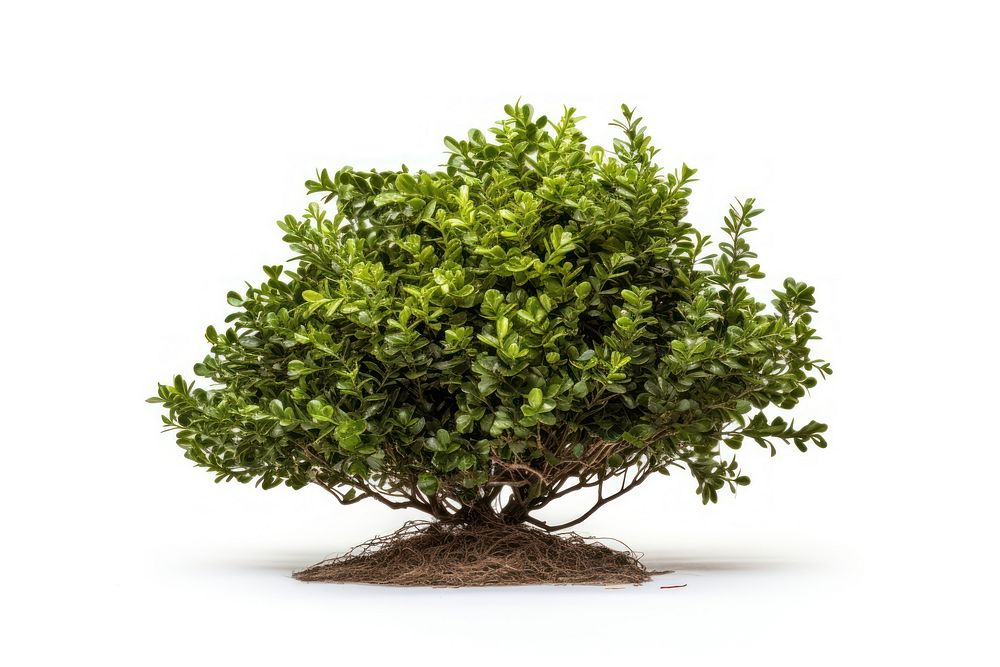 Bush bonsai plant tree. AI generated Image by rawpixel.