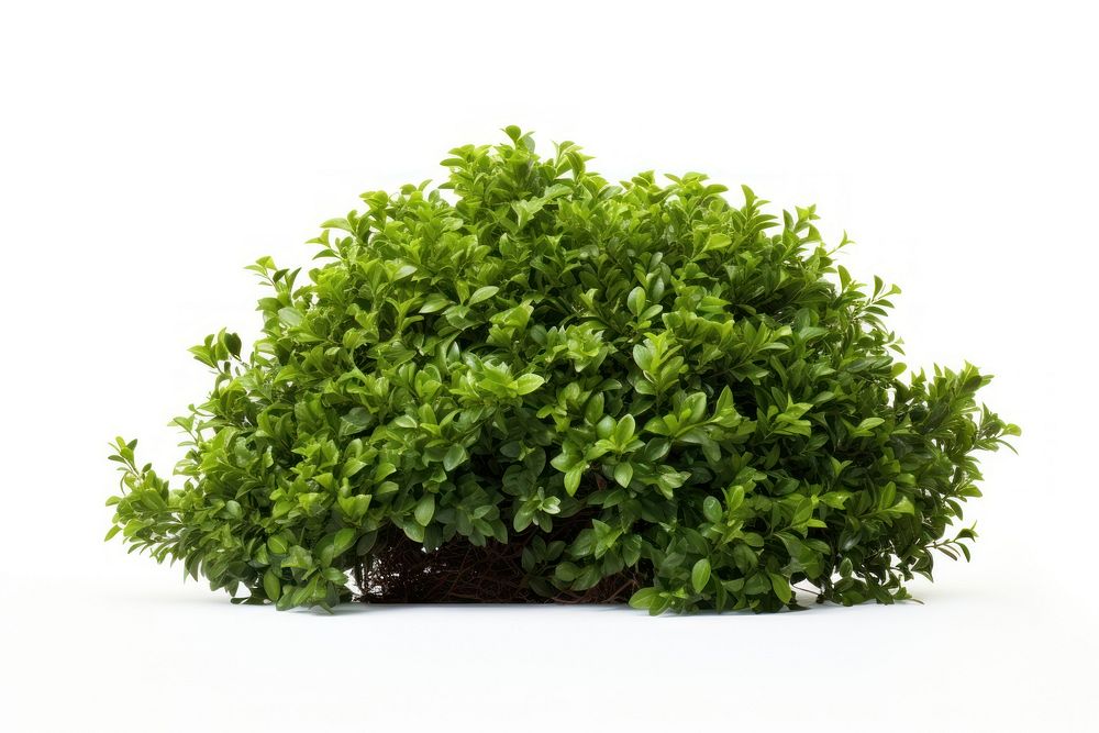 Bush parsley bonsai plant. 
