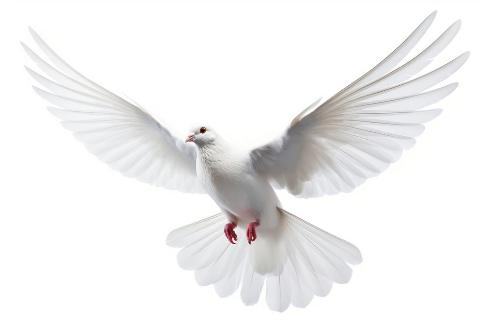 White dove animal flying bird. AI generated Image by rawpixel.