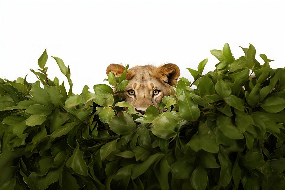 Lion wildlife portrait mammal. AI generated Image by rawpixel.