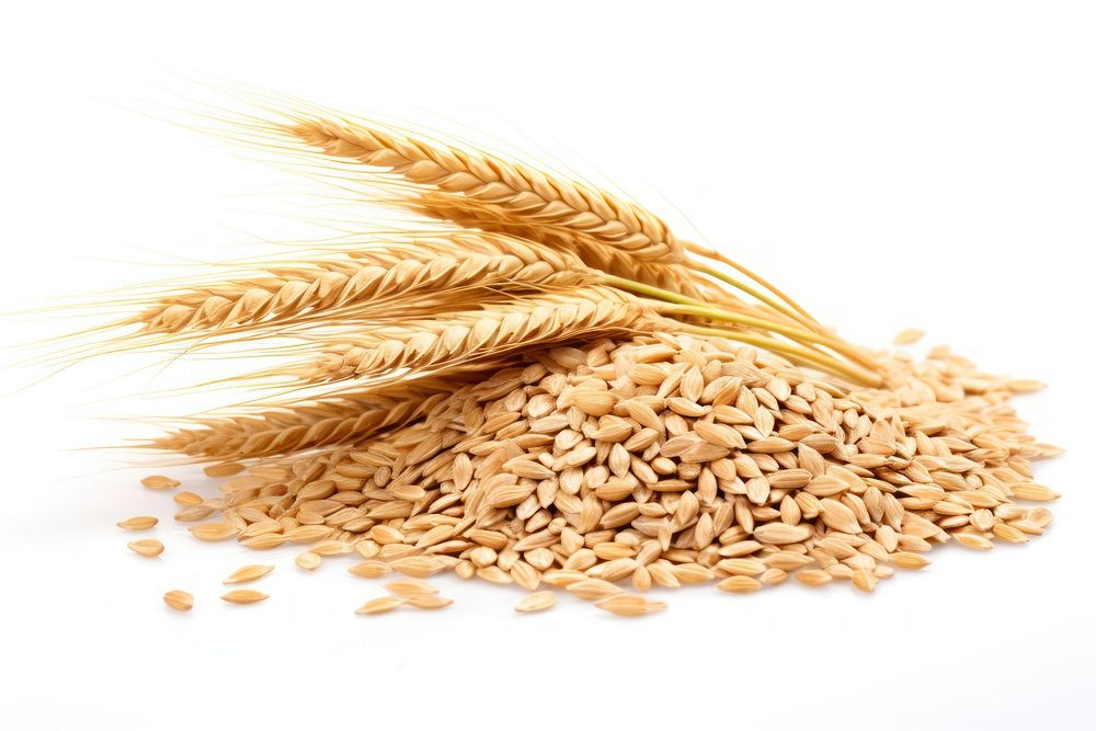 Oat wheat food white background agriculture. AI generated Image by rawpixel.