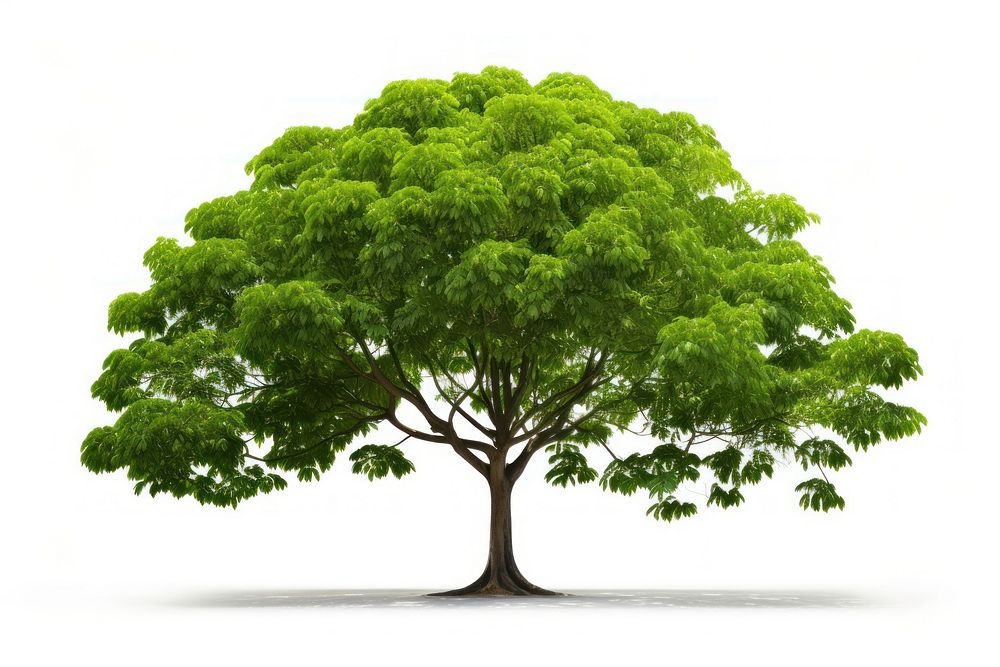 Rain tree plant white background tranquility. AI generated Image by rawpixel.