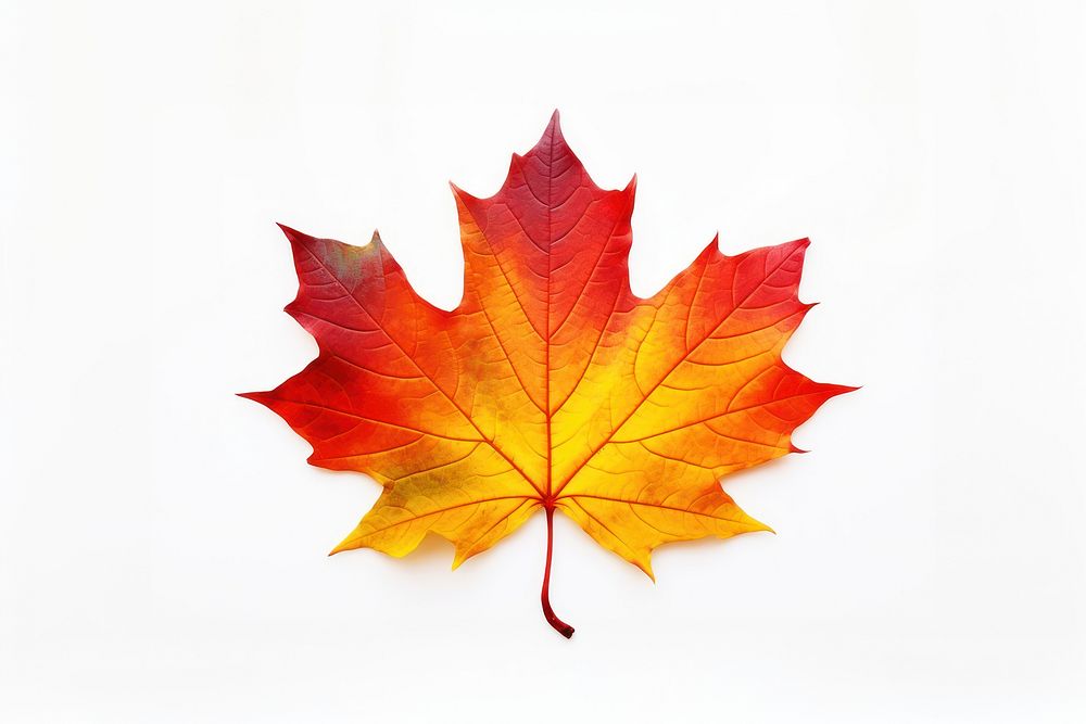 Autumn maple leaf plant tree. AI generated Image by rawpixel.