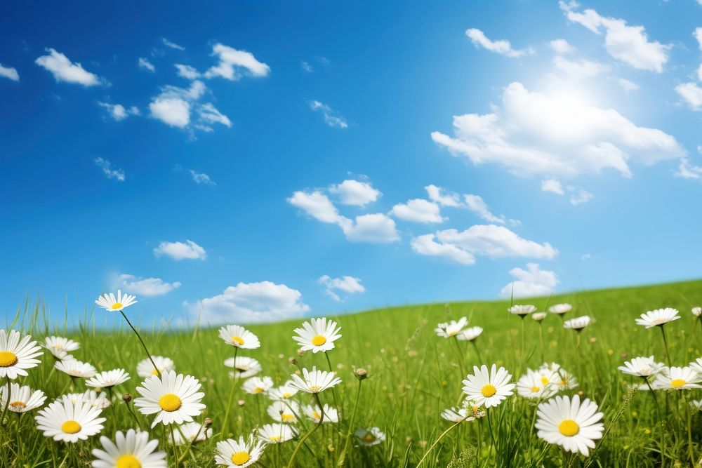 Daisy sky landscape grassland. AI generated Image by rawpixel.