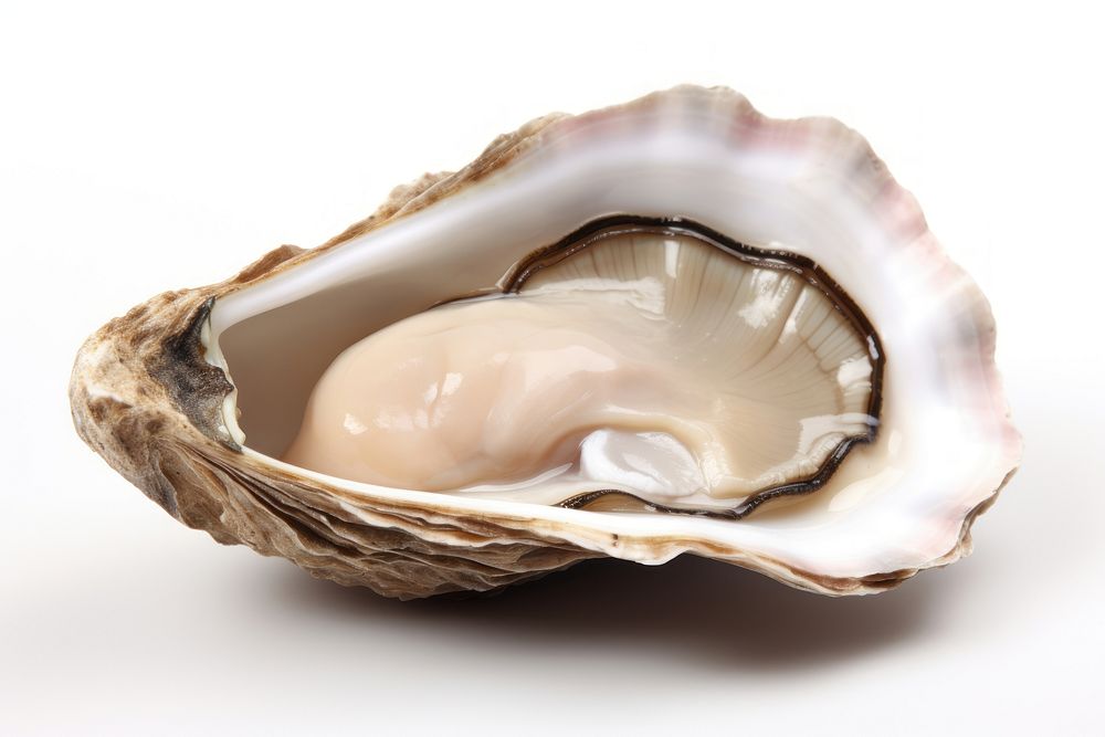 Oyster Shell seashell seafood clam. AI generated Image by rawpixel.