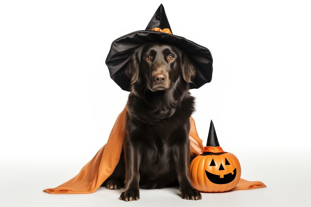 Halloween costume retriever animal mammal. | Free Photo - rawpixel