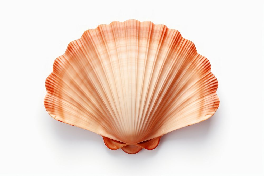 Scallop Shell seashell seafood clam. AI generated Image by rawpixel.