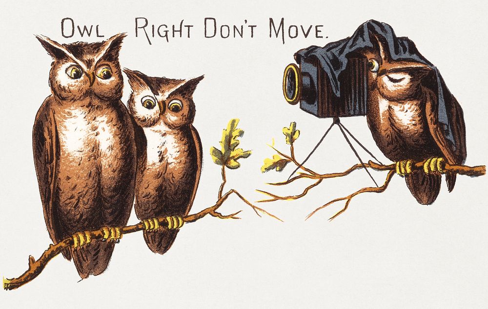 Owl right don't move (1882), vintage owls illustration. Original public domain image from Digital Commonwealth. Digitally…