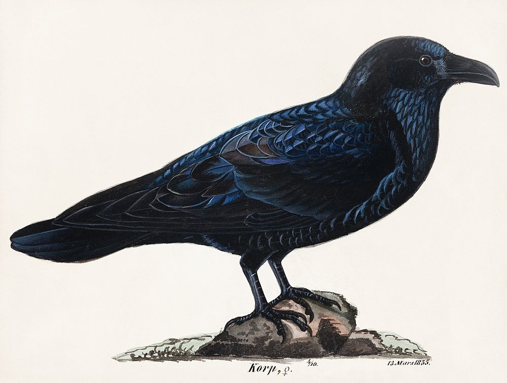 Raven (1835), vintage bird illustration by Wilhelm von Wright. Original public domain image from The Finnish National…