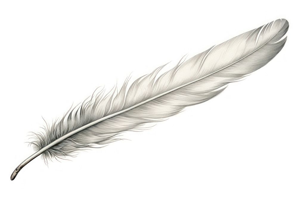 Feather white wing white background. 