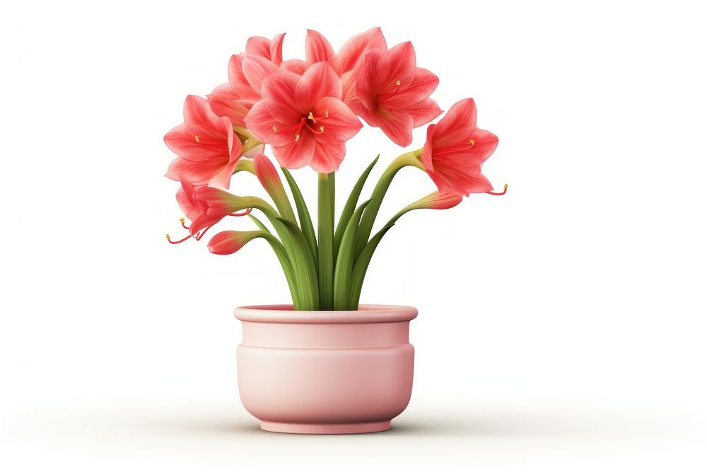 Flower flowerpot amaryllis plant. AI generated Image by rawpixel.