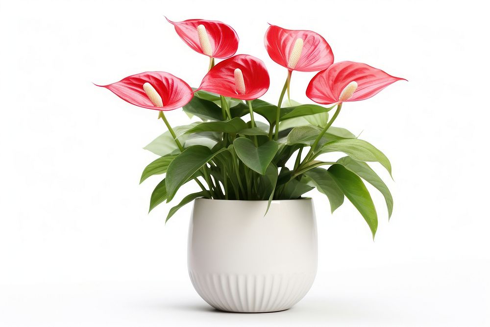 Anthurium flower flowerpot plant. AI generated Image by rawpixel.