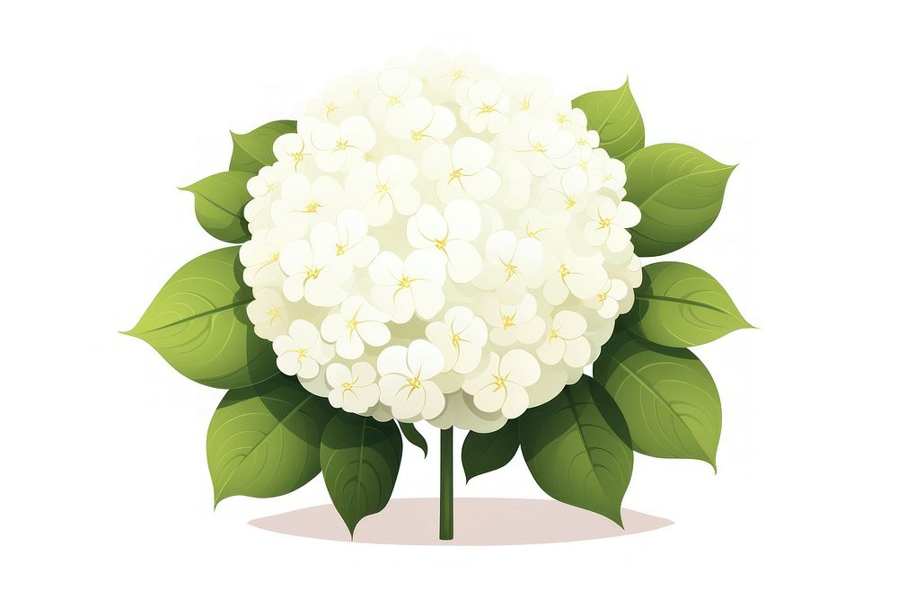 Snowball flower plant white leaf. AI generated Image by rawpixel.