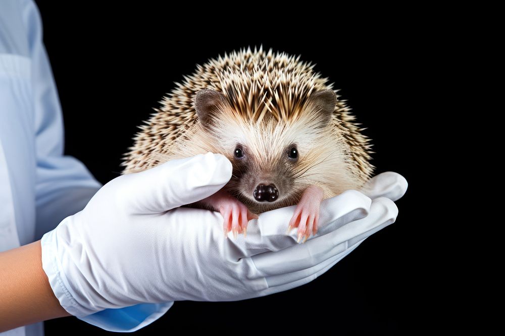 Veterinarian hedgehog animal mammal. AI generated Image by rawpixel.