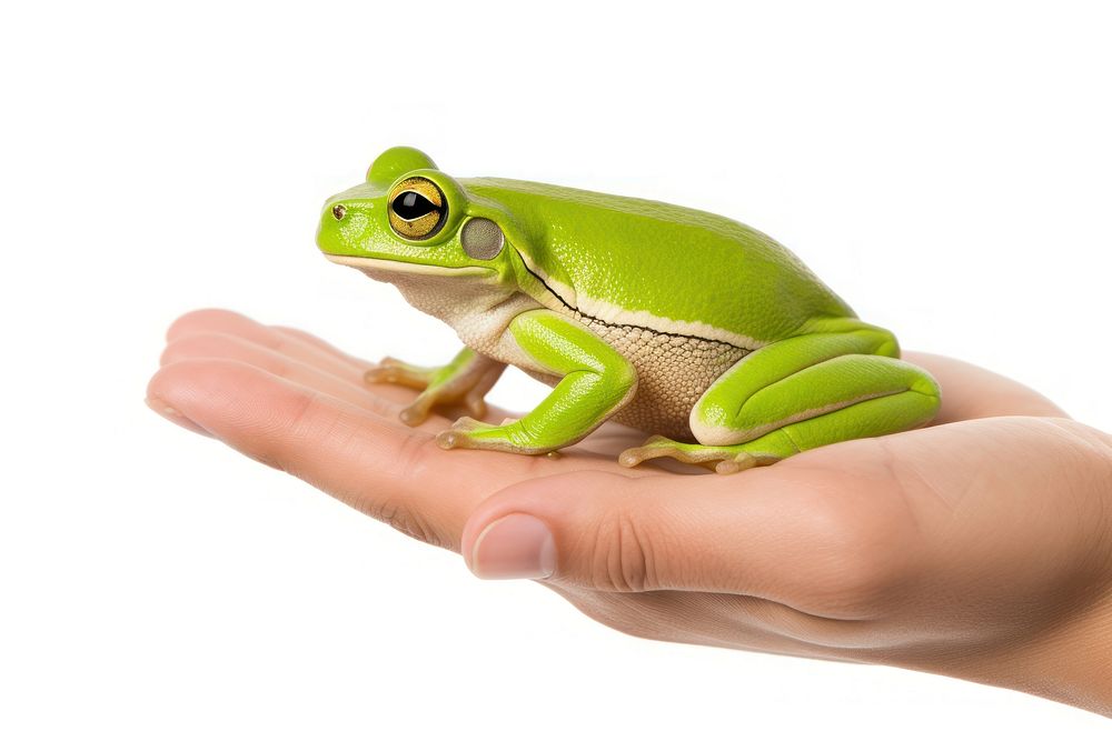 Veterinarian frog amphibian wildlife. AI generated Image by rawpixel.