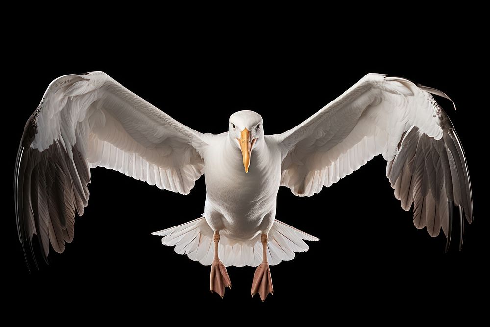 Albatross animal flying white. AI generated Image by rawpixel.