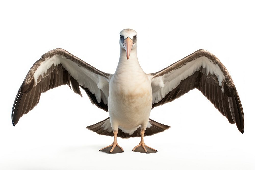 Albatross animal bird white background. AI generated Image by rawpixel.