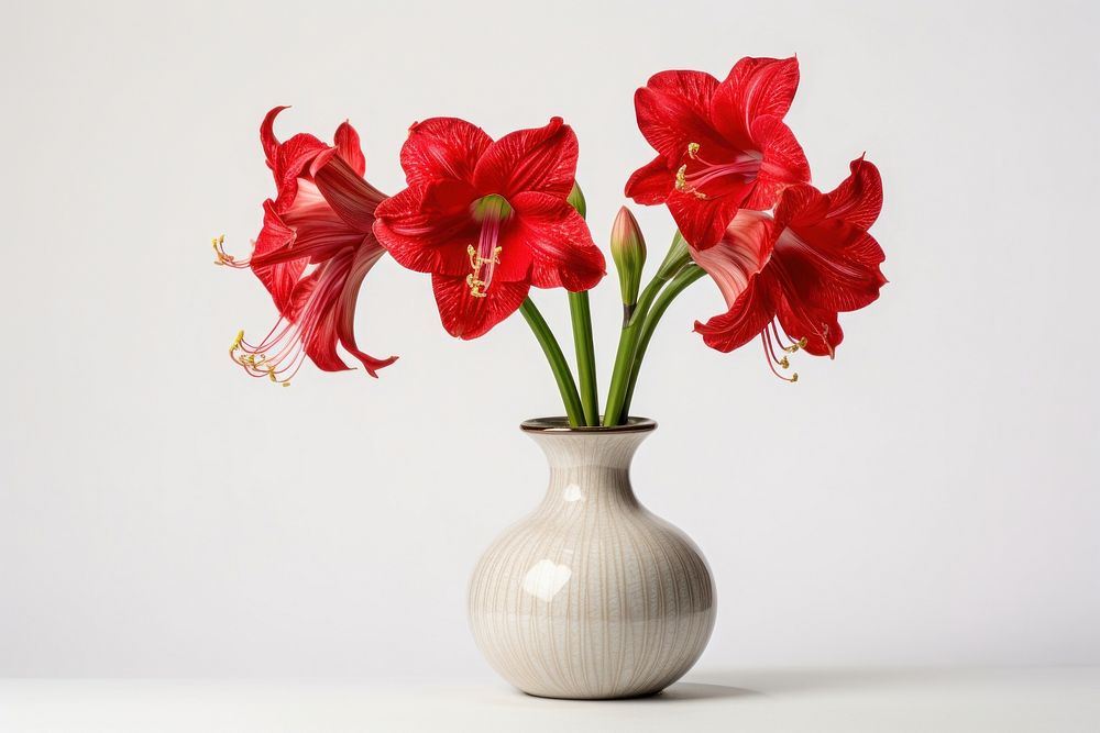 Amaryllis flower plant vase. AI generated Image by rawpixel.