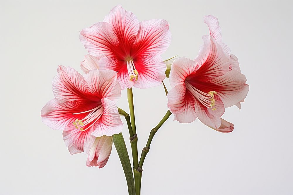 Amaryllis blossom flower plant. AI generated Image by rawpixel.