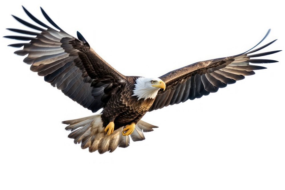 American bald eagle flying animal bird. 