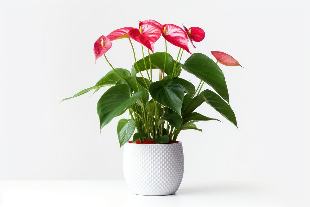 Anthurium flower flowerpot plant. AI generated Image by rawpixel.