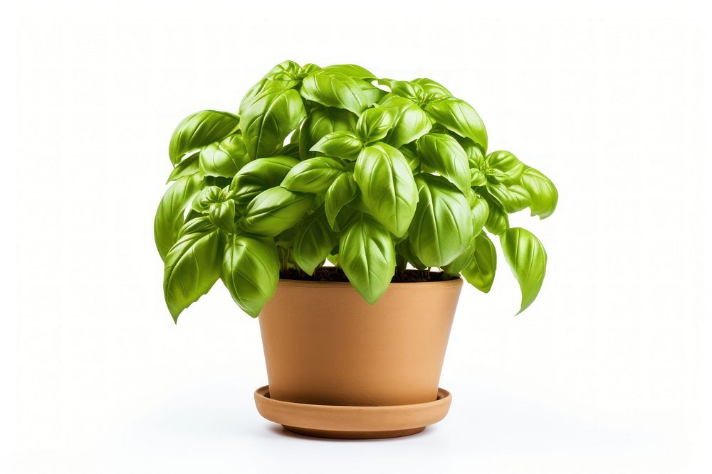 Basil plant herbs leaf. 