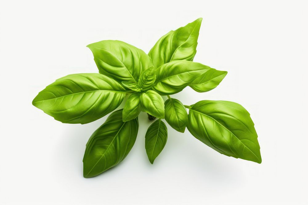 Basil plant herbs leaf white background. AI generated Image by rawpixel.