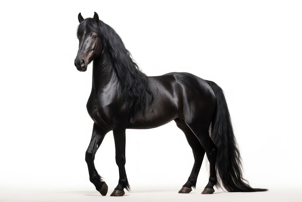 Black arabian horse stallion animal mammal. AI generated Image by rawpixel.