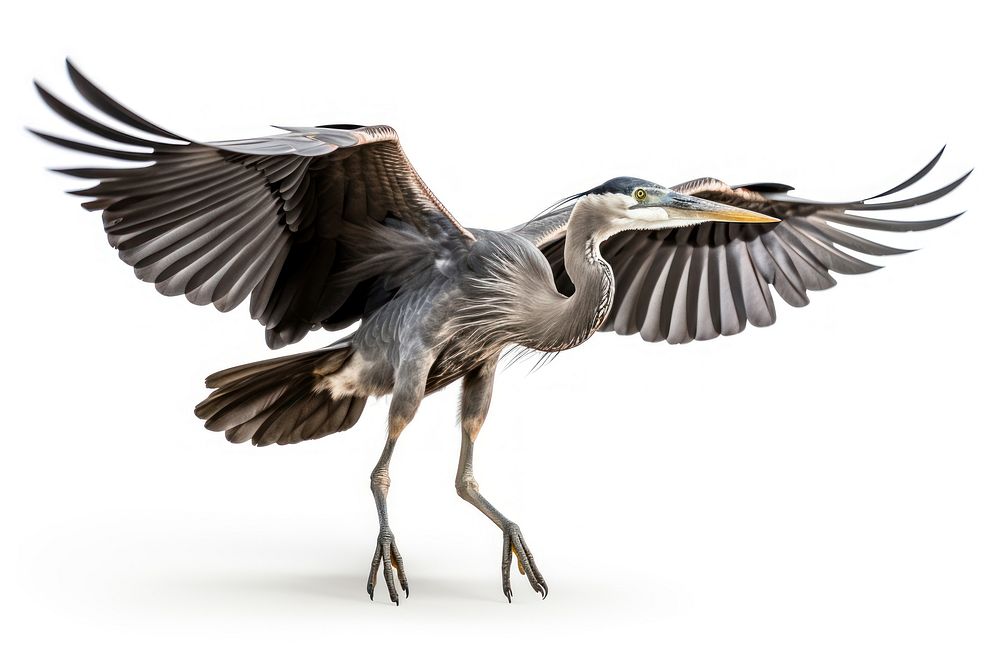Heron animal flying stork. AI generated Image by rawpixel.