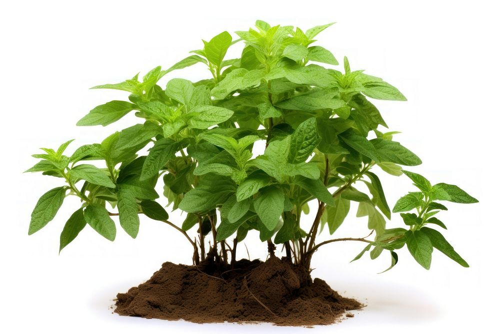 Holy basil tree plant herbs leaf. AI generated Image by rawpixel.