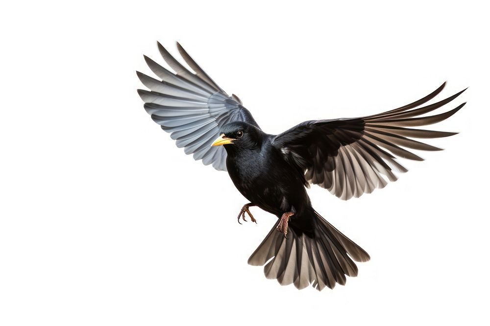 North blackbird turdus merula animal flying white background. AI generated Image by rawpixel.