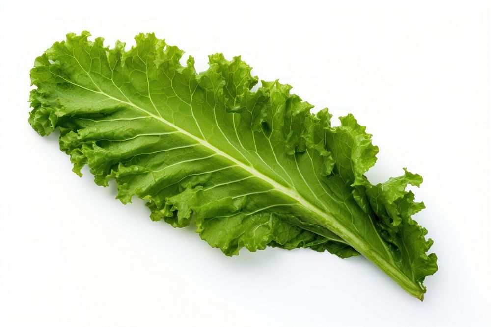 Vegetable lettuce plant green. AI generated Image by rawpixel.