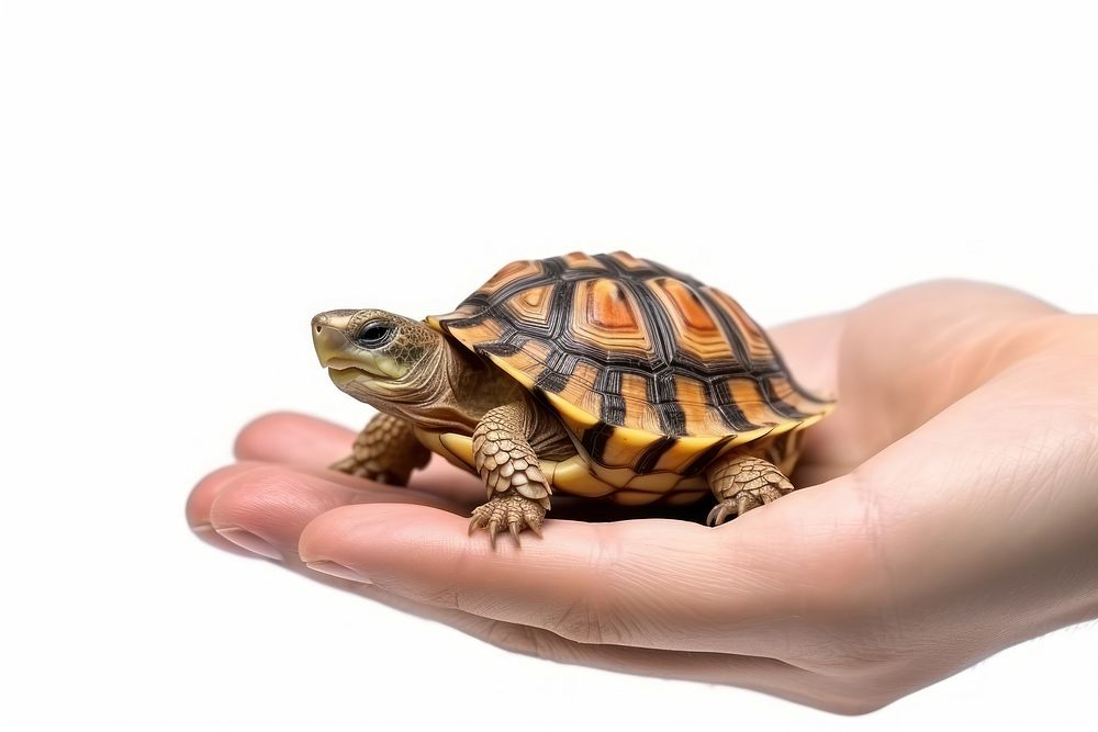 Veterinarian reptile animal turtle. AI generated Image by rawpixel.