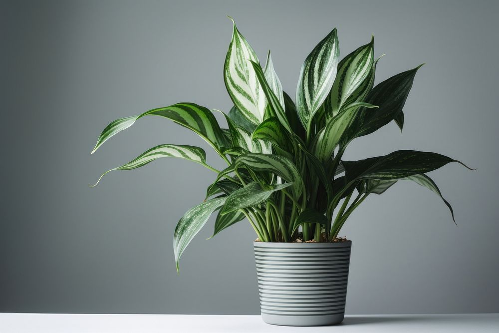 Plant houseplant green leaf. AI generated Image by rawpixel.