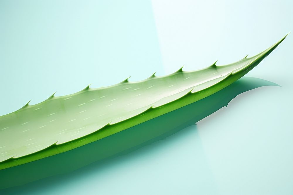 Fresh aloe vera leave plant leaf weaponry. AI generated Image by rawpixel.