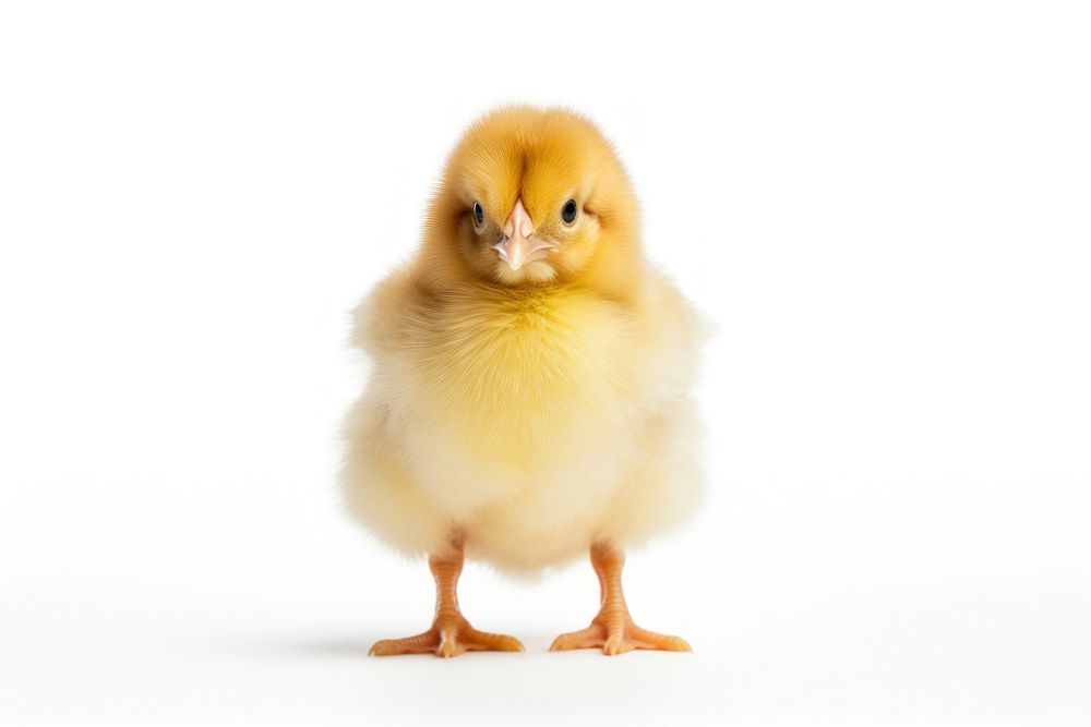 Poultry animal bird livestock. AI generated Image by rawpixel.