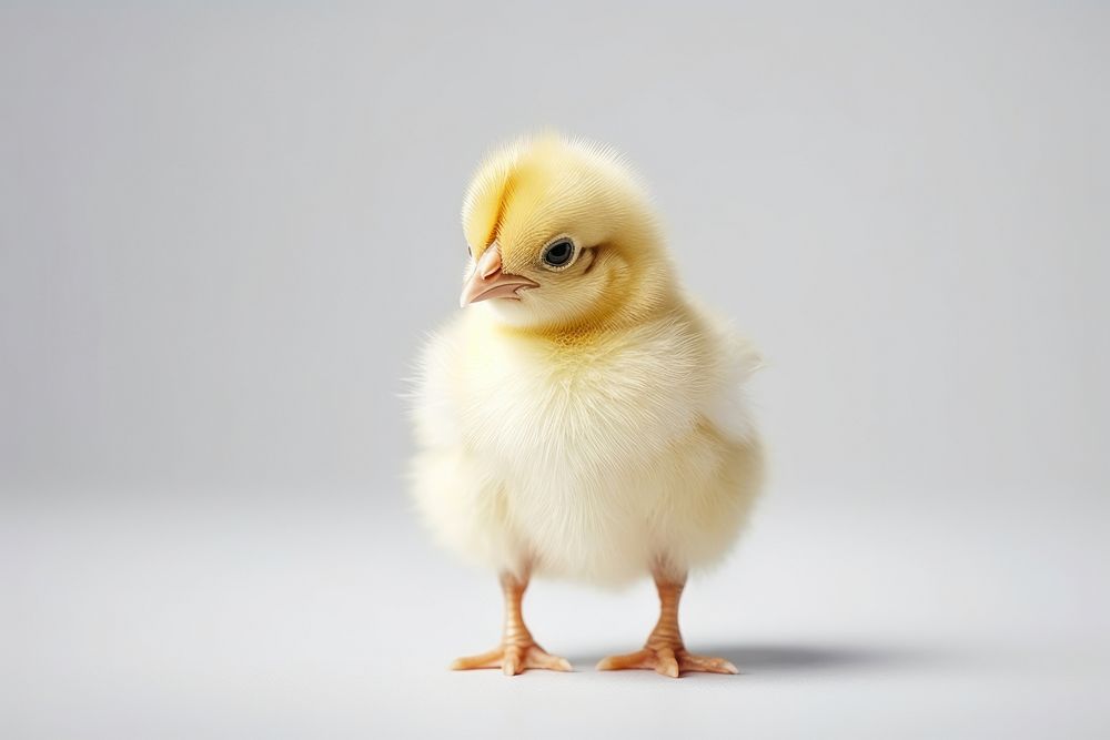 Poultry animal bird livestock. AI generated Image by rawpixel.