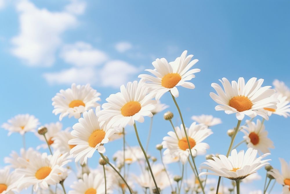 Daisies flower sky outdoors blossom. 